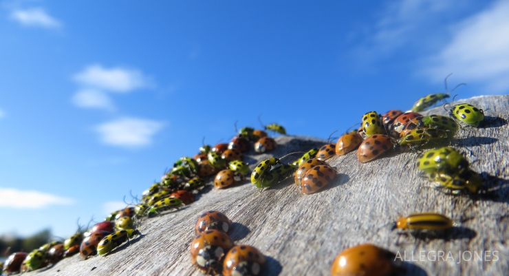 Ladybugs Photo By:Allegra Jones