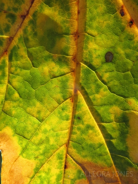 Leaf Portraits: A Collection. Photo By: Allegra Jones
