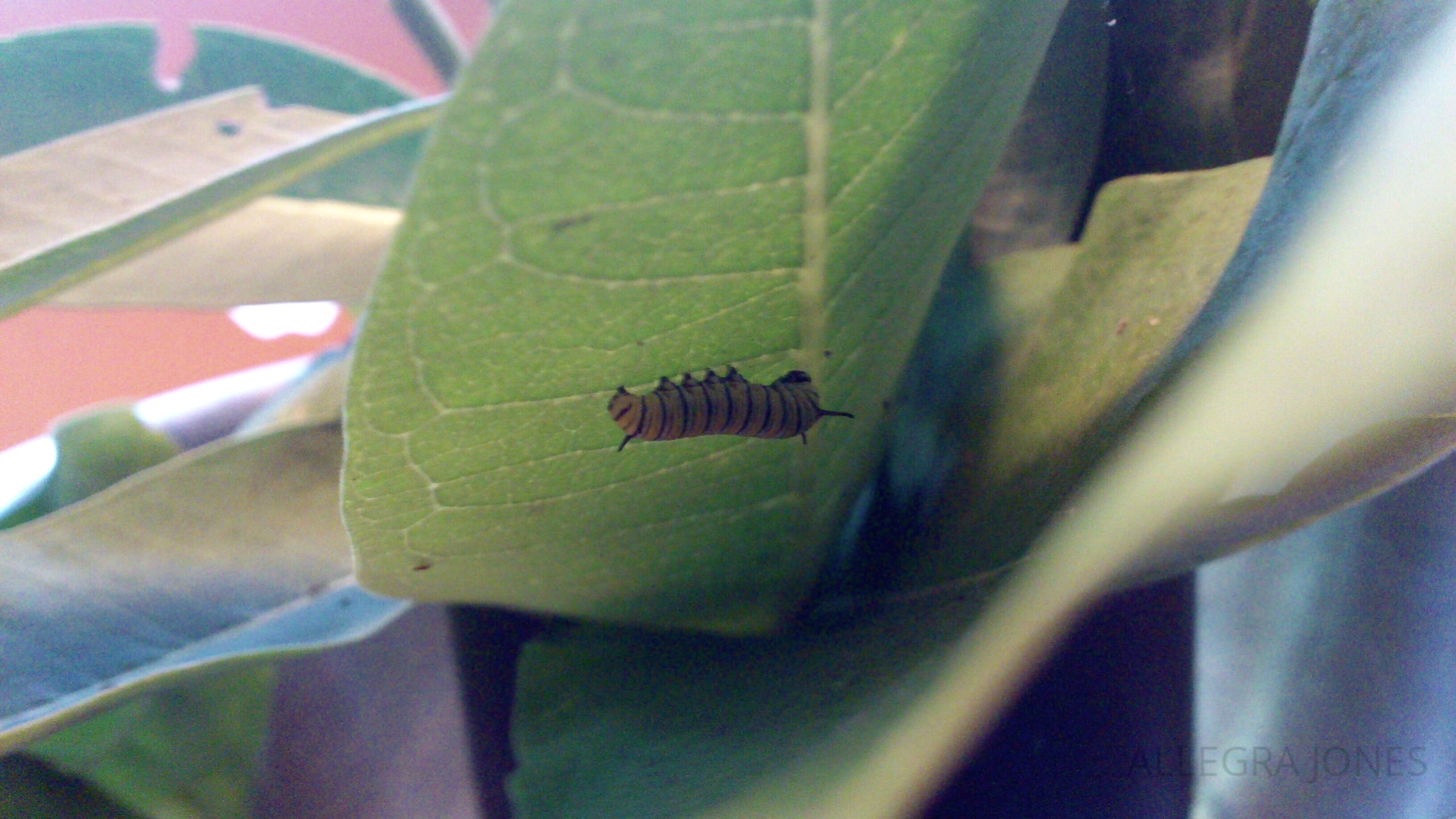 Monarch Caterpillar. Photo by Allegra Jones
